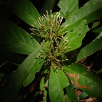 Ixora jucunda Thwaites